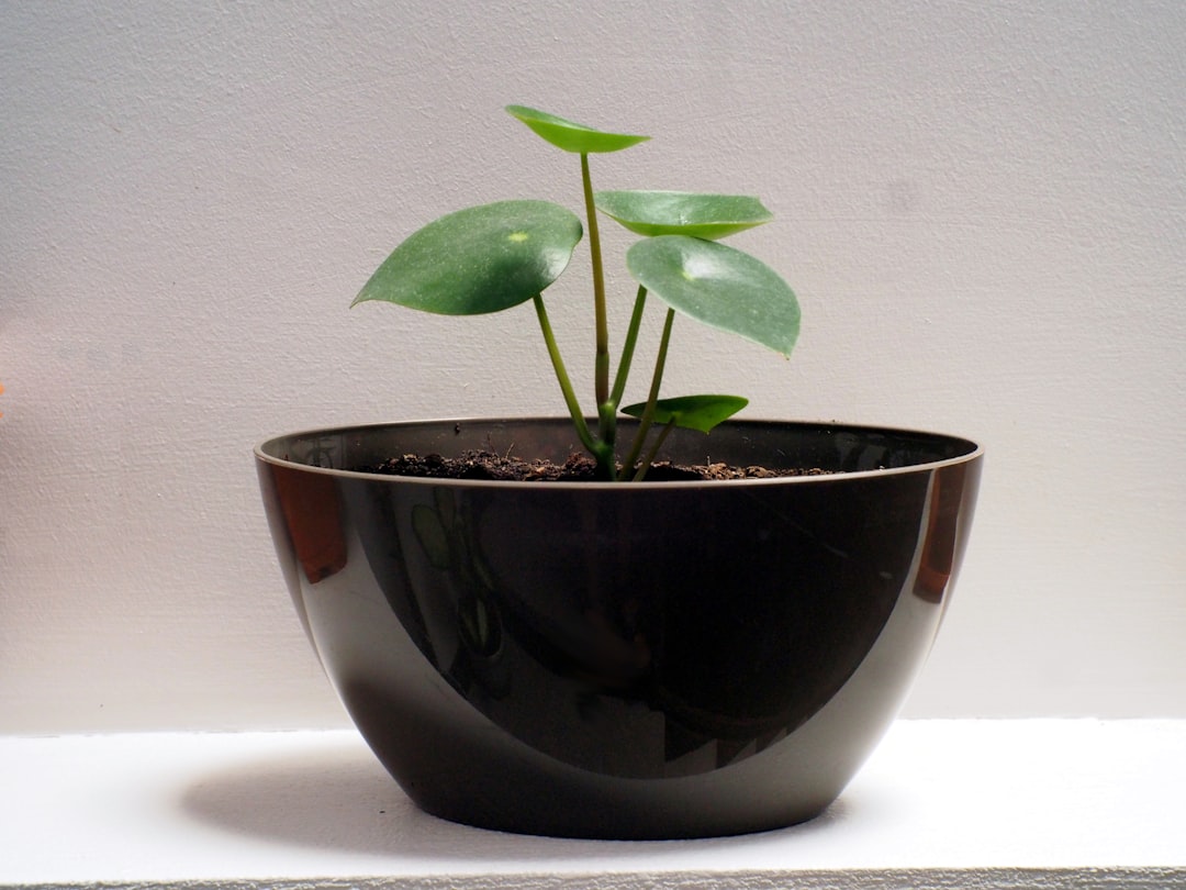 A watering can pours an excessive amount of water onto a single small plant against a clean background, visually representing the concept of diminishing returns.